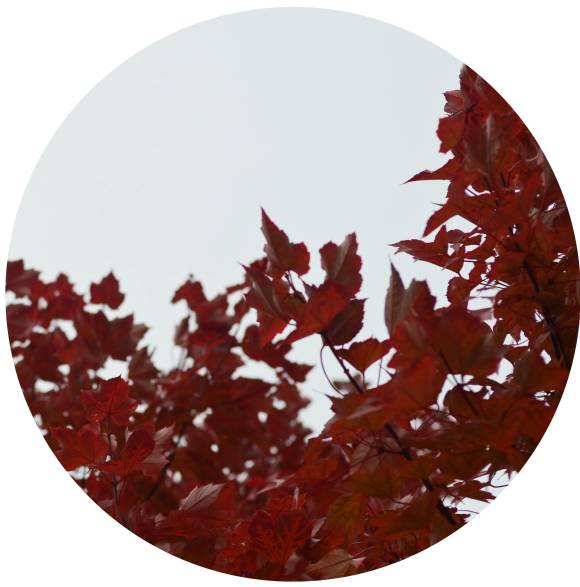 red circle leaves