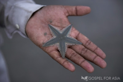 starfish